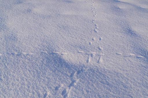一面の雪 一面の雪の写真
