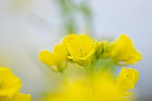 なの花 なの花の写真