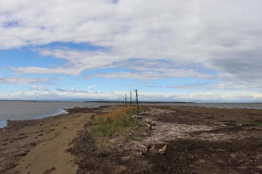 トドワラ トドワラ 北海道,標茶町,野付半島の写真素材