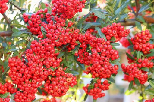 トキワサンザシ（ピラカンサ）の赤い実　１ トキワサンザシ,ピラカンサ,実の写真素材