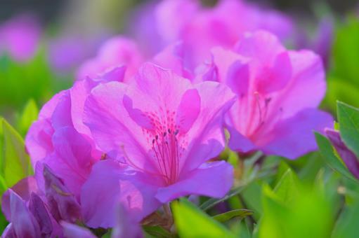 ピンク色のつつじの花 ピンク色のつつじの花の写真