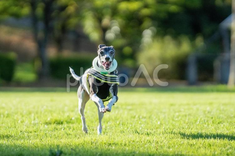 夏の公園で遊ぶイタグレ イタリアングレーハウンド,夏,イタグレの写真素材
