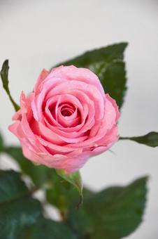 ピンクのばら ピンク,薔薇,バラの写真素材