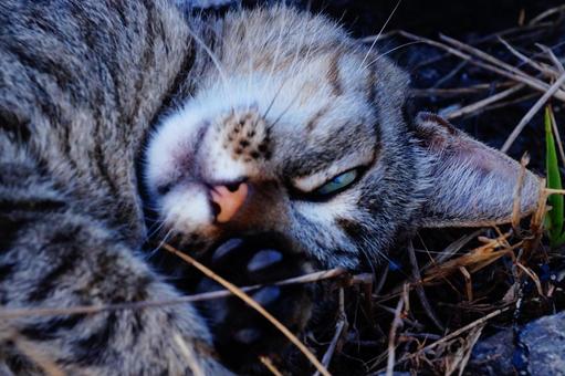 ねこ ねこ ねこ,動物,生き物の写真素材