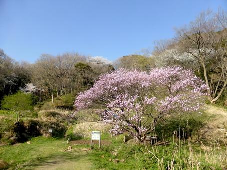 鎌倉中央公園の里山区に咲くハナモモ 鎌倉中央公園の里山区に咲くハナモモ ハナモモ,花,木の写真素材