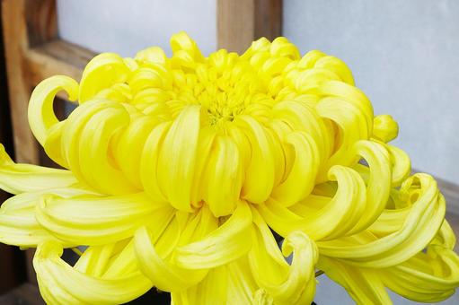 大輪の菊の花 黄色 アップ 大輪の菊の花 黄色 アップの写真