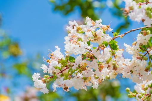 White Crape Myrtle against the blue sky, JPG White Crape Myrtle against the blue sky, JPG