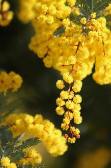 カラノラ 風景,春,背景の写真素材