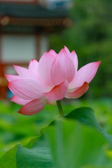Lotus, JPG Lotus, JPG