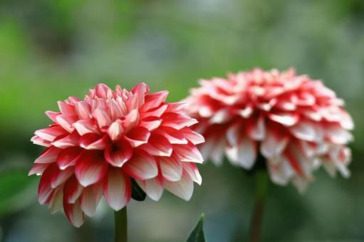 Photo, dahlia, flower, asteraceae plant, 