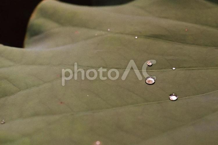 蓮の葉と水滴 蓮,ハス,葉の写真素材