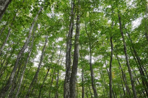 ブナ林 橅,木漏れ日,自然の写真素材