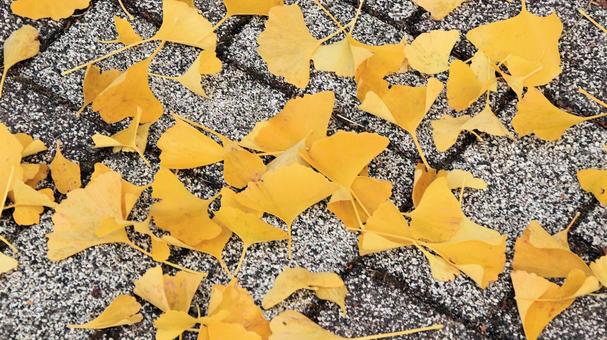 鮮やかな銀杏の葉の落葉 銀杏,落葉,秋の写真素材