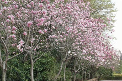 モクレン・シモクレン　咲く風景 春,花木,暗紫紅色の写真素材