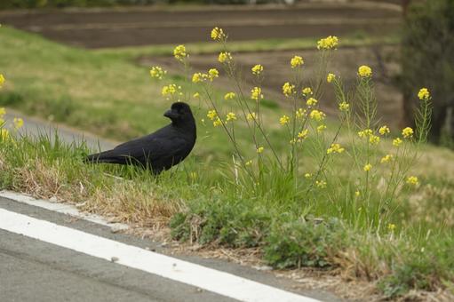 カラスと菜の花 カラスと菜の花 カラス,烏,野鳥の写真素材
