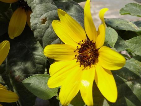 100-flowered Hime-Sunflower, JPG 100-flowered Hime-Sunflower, JPG