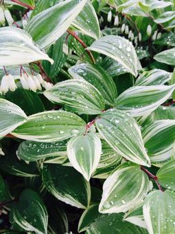 Photo, hoja, planta, naturalmente, 