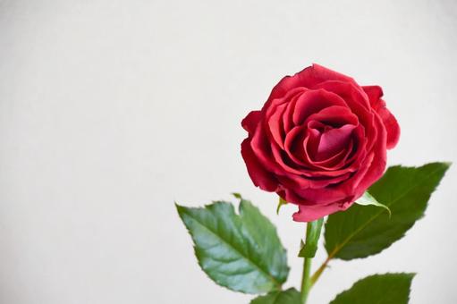 赤い薔薇 赤い薔薇の写真