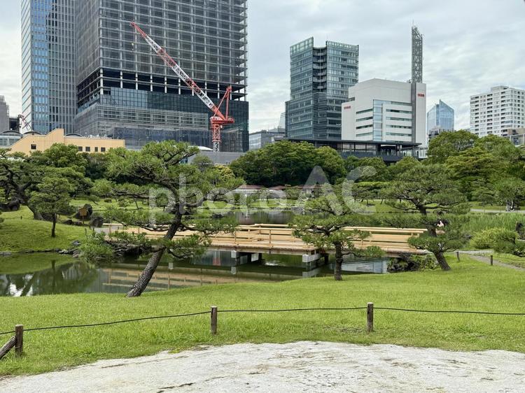 6月　旧芝離宮恩賜庭園 癒し,水たまり,マツの写真素材