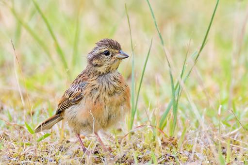 草地を歩くホオジロの幼鳥 草地を歩くホオジロの幼鳥の写真