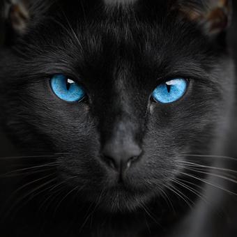 青い瞳が印象的な黒猫のクローズアップ 青い瞳が印象的な黒猫のクローズアップの写真