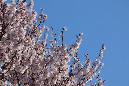 早咲きの桜 早咲きの桜の写真