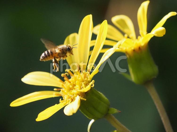 ツワブキとミツバチ ミツバチ,養蜂,飛翔の写真素材