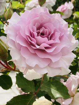バラ グラデーション バラ グラデーション バラ,薔薇,グラデーションの写真素材