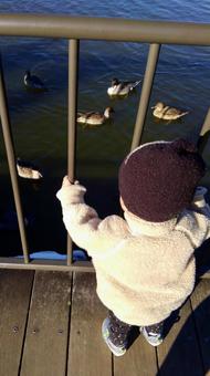 池のカモを見る子どもの後ろ姿 池のカモを見る子どもの後ろ姿の写真