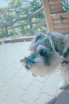 ミニチュアシュナウザー ミニチュアシュナウザーの写真