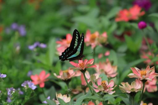 アオスジアゲハ アオスジアゲハ,蝶,昆虫の写真素材