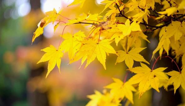 秋の楓 黄色く紅葉した植物 秋の楓 黄色く紅葉した植物の写真