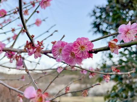 梅の花 梅の花 梅,梅の花,自然の写真素材