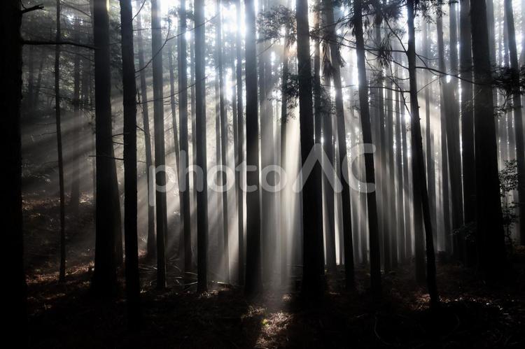 愛宕山の朝の風景 3月,春,登山の写真素材