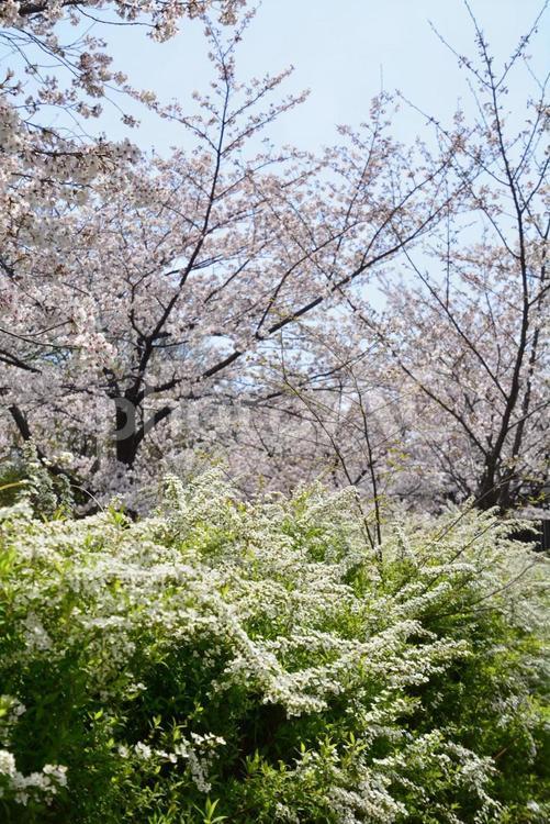 満開の桜とユキヤナギ２ 桜,４月,満開の写真素材