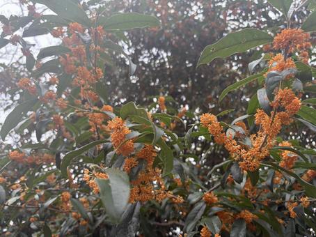 キンモクセイ　金木犀10 キンモクセイ,金木犀,秋の写真素材