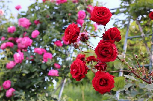 バラ園にて綺麗な薔薇を撮りました バラ園にて綺麗な薔薇を撮りましたの写真