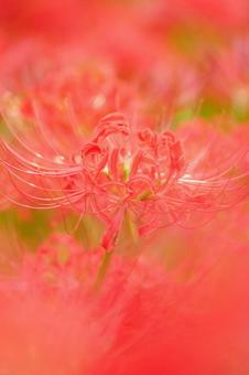 曼珠沙華の写真