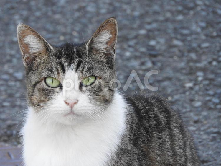 真っ直ぐ見つめる猫 猫,ネコ,見つめる猫の写真素材
