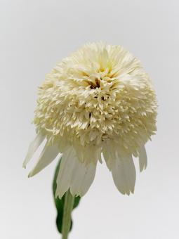 白色のエキナセアの花 白色のエキナセアの花 エキナセア,花,植物の写真素材