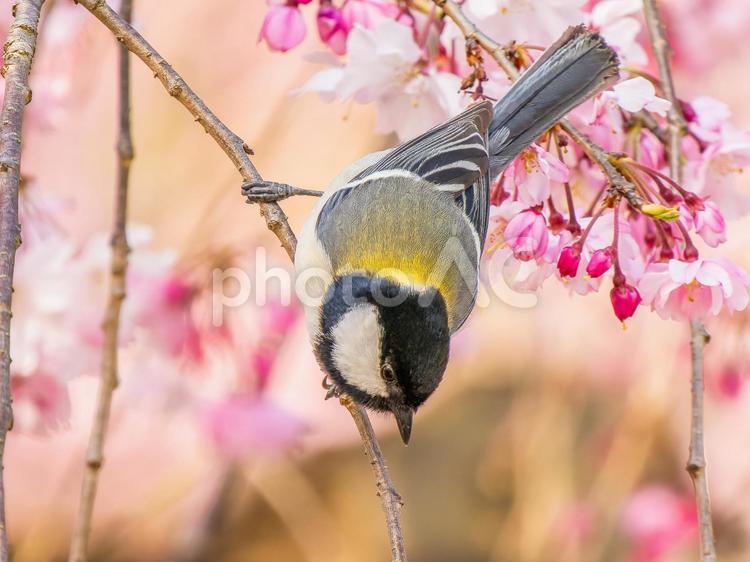 桜とシジュウカラ シジュウカラ,野鳥,鳥の写真素材