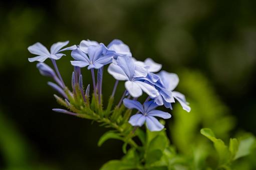 ルリマツリ ルリマツリ,花,空色の写真素材