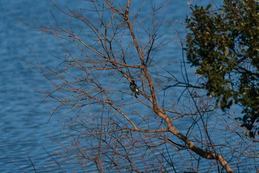 木の枝に止まって羽を休めるムクドリ ムクドリ,野鳥,鳥の写真素材