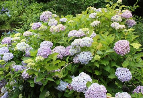 あじさい91 あじさい91 あじさい,紫陽花,アジサイの写真素材