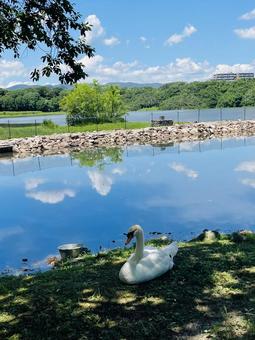 白鳥と池 白鳥と池 白鳥,池,休憩の写真素材