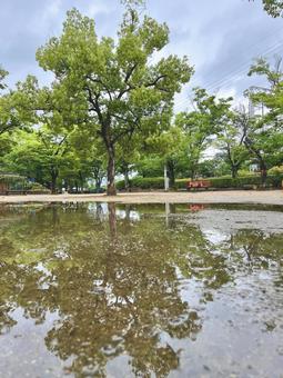 雨上がりの公園 雨上がりの公園の写真