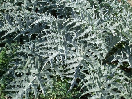 ギザギザの葉の植物 ギザギザ,模様,葉の写真素材