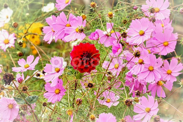 ピンクのコスモスと赤いダリア コスモス,ダリア,ピンクの写真素材