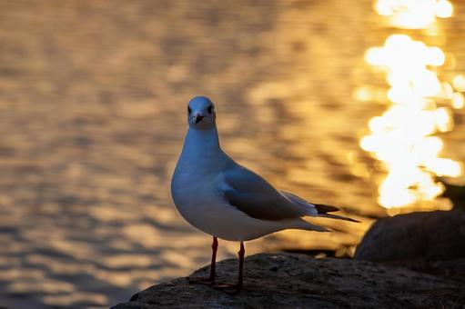 黄昏のカモメ 黄昏のカモメ カモメ,かもめ,鴎の写真素材