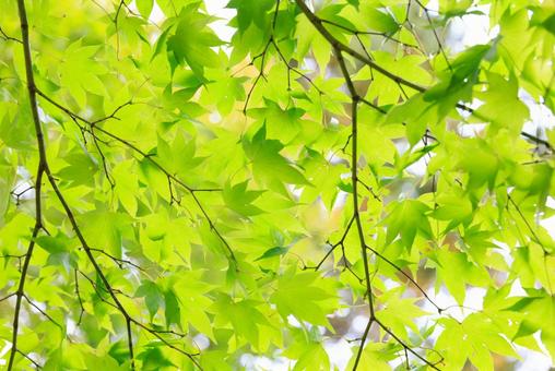 緑の紅葉 緑の紅葉 紅葉,もみじ,秋の写真素材